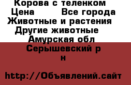 Корова с теленком › Цена ­ 69 - Все города Животные и растения » Другие животные   . Амурская обл.,Серышевский р-н